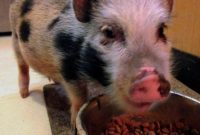 Slice of Life Saturdays Jennie A Mystery