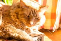 Slice of Life Saturdays: Sending Winter Packing