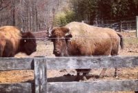 Buffalo Soldier Saturday Scenes