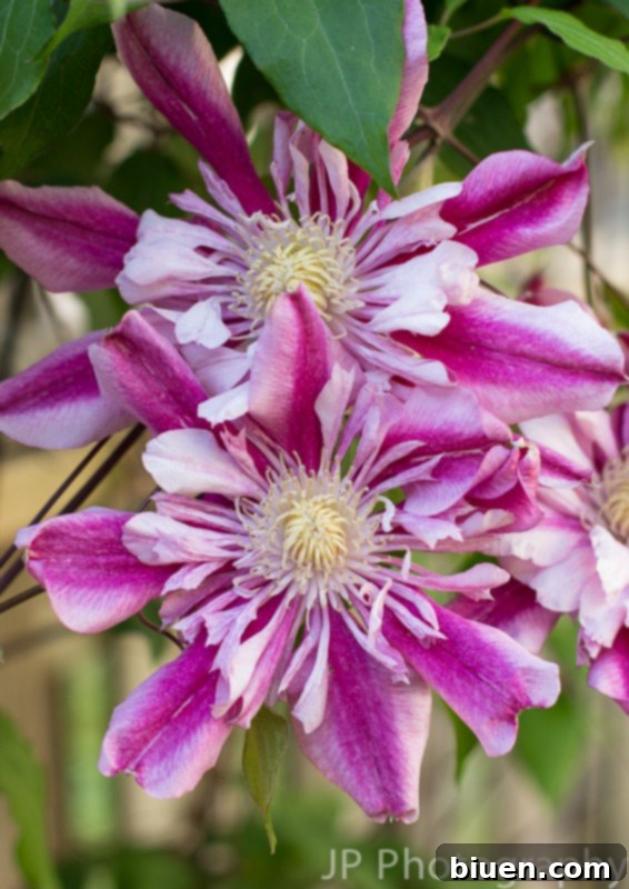 A stunning close-up of a Peppermint Clematis flower in full bloom, showcasing delicate petals and vibrant colors in a lush garden setting.