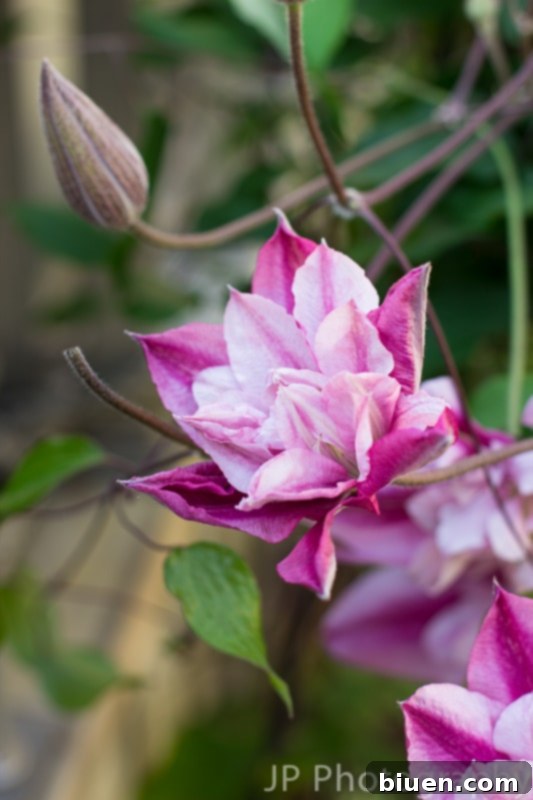 Another perspective of the beautiful Peppermint Clematis, highlighting its lush foliage and graceful form and growth habit.