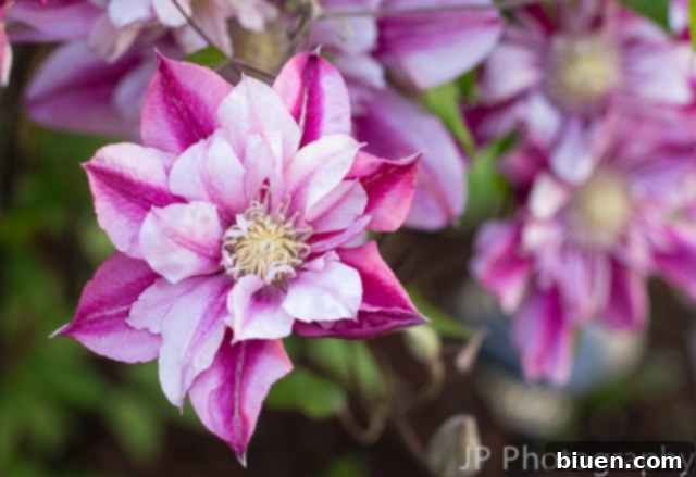 A wider shot of the Peppermint Clematis vine in full bloom, revealing its impressive growth and overall beauty within the garden landscape.