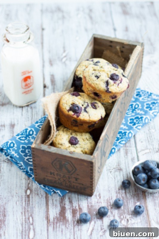 Bright Blueberry Lemon Poppy Seed Muffins 7 Delicious Blueberry Lemon Poppy Seed Muffins Freshly Baked