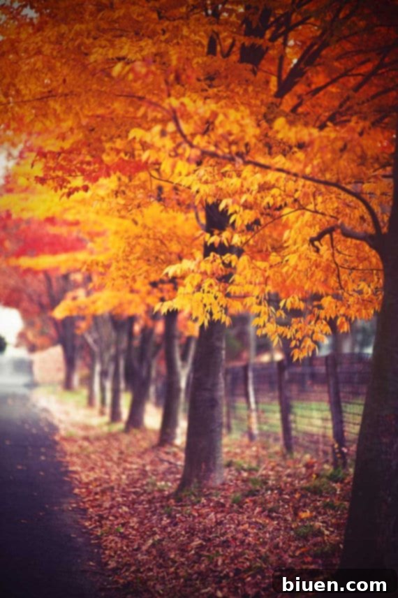 Autumn leaves and cozy fall aesthetic.