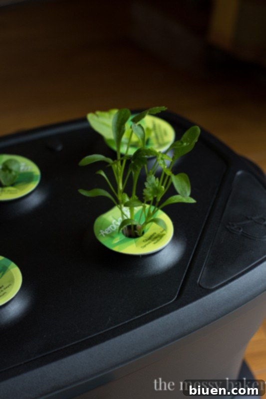 AeroGarden Review | www.themessybakerblog.com