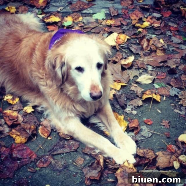 Fall Puppy | Adorable Dog in Autumn Leaves
